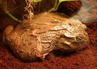 Pyxicephalus adspersus - African Bullfrog