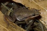 Image of: Pseudacris triseriata (striped chorus frog)