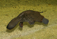 Ornithorhynchus anatinus - Platypus