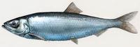 Image of: Clupea harengus (Atlantic herring)