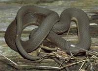 Image of: Regina septemvittata (queen snake)