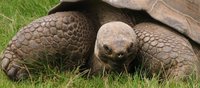 Chelonoidis nigra - Galapagos (giant) Tortoise