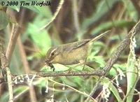 Aberrant Bush Warbler - Cettia flavolivacea