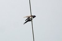White-banded Swallow - Atticora fasciata