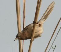 Large Gray Babbler - Turdoides malcolmi