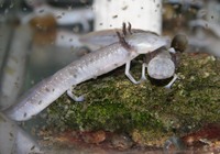 : Eurycea rathbuni; Texas Blind Salamander