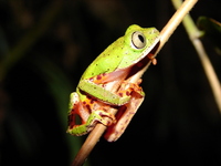 : Phasmahyla cochranae; Chocolatefoot Leaf Frog
