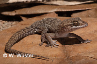 : Nactus pelagicus; Pacific Slender-toed Gecko