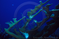 : Acropora palmata; Elkhorn Coral