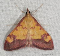 : Pyrausta perrubralis; Pyralid Moth