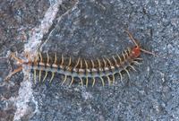 : Scolopendra polymorpha; Banded Desert Centipede