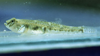 Pomatoschistus microps, Common goby: aquarium