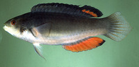Cirrhilabrus melanomarginatus, : aquarium