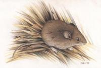 Image of: Akodon philipmyersi (Myers' grass mouse)