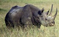 Image of: Diceros bicornis (black rhinoceros)