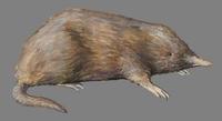 Image of: Neurotrichus gibbsii (American shrew mole)