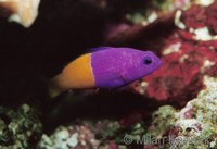 Pseudochromis paccagnellae - Royal Dotty Back
