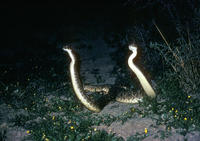 Image of: Crotalus atrox (western diamondback rattlesnake)