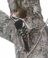 White-backed Woodpecker (Dendrocopos leucotos) photo