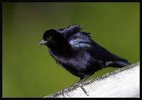 Shiny Cowbird - Molothrus bonariensis