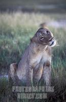 Lion drinking , Panthera leo , Hwange National Park , Zimbabwe stock photo
