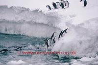 ...FT0135-00: Chinstrap Penguins jump out of the water onto ice foot, on their way back to their ne