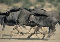 ...Blue wildebeest, Connochaetes taurinus, running, Kgalagadi   Transfrontier Park, Kalahari, South