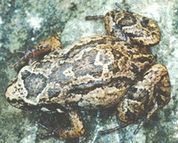 : Adenomera marmorata; Marbled Tropical Bullfrog