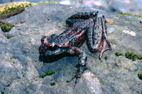 : Ascaphus truei; Western Tailed Frog