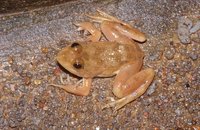 : Euphlyctis cyanophlyctis; Skipper Frog