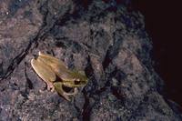 : Litoria pearsoniana; Cascade Tree Frog
