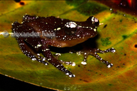 : Nyctixalus pictus; Peter's Tree Frog