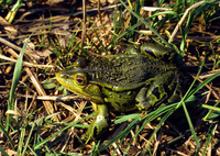 : Rana nigromaculata; Dark-Spotted Frog
