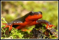 : Taricha rivularis; Red-bellied Newt