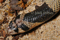 : Aspidelaps lubricus infuscatus; Shield Cobra