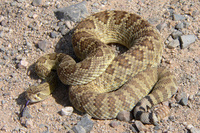 : Crotalus scutulatus; Mojave Rattlesnake