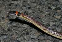 : Furina diadema; Red-naped Snake