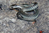 : Thamnophis atratus hydrophilus; Oregon Garter Snake
