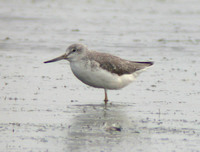 A lone Nordmann's Greenshank roosting with its favourite 'friend' Grey Plover.