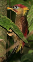 Crimson-winged Woodpecker by Adrian O'Neill