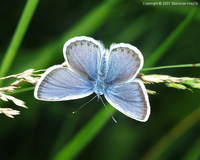 Plebeius argus - Silver-studded Blue