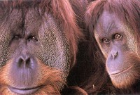 photograph of orang-utans : Pongo pygmaeus