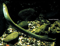 Lampetra appendix, American brook lamprey: