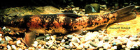 Catostomus catostomus catostomus, Longnose sucker: fisheries, gamefish, aquarium