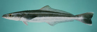 Rachycentron canadum, Cobia: fisheries, aquaculture, gamefish