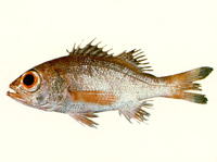 Doederleinia berycoides, : fisheries