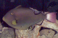 Melichthys vidua, Pinktail triggerfish: fisheries, aquarium