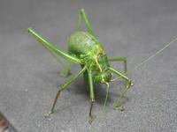 Leptophyes punctatissima - Specked bush-cricket