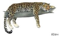 Image of: Panthera pardus (leopard)