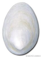 Image of: Lepetodrilus elevatus
